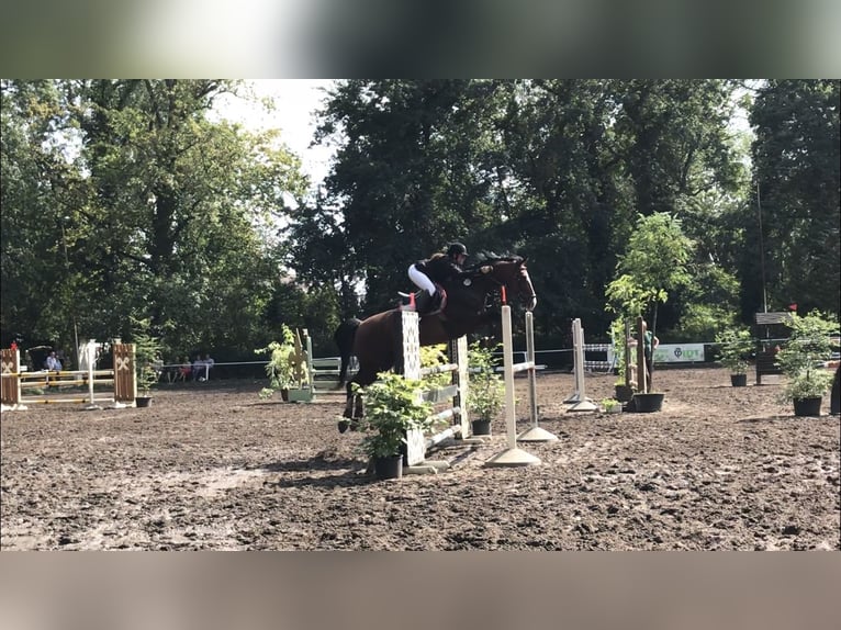 KWPN Mare 18 years 15,3 hh Brown in Aken