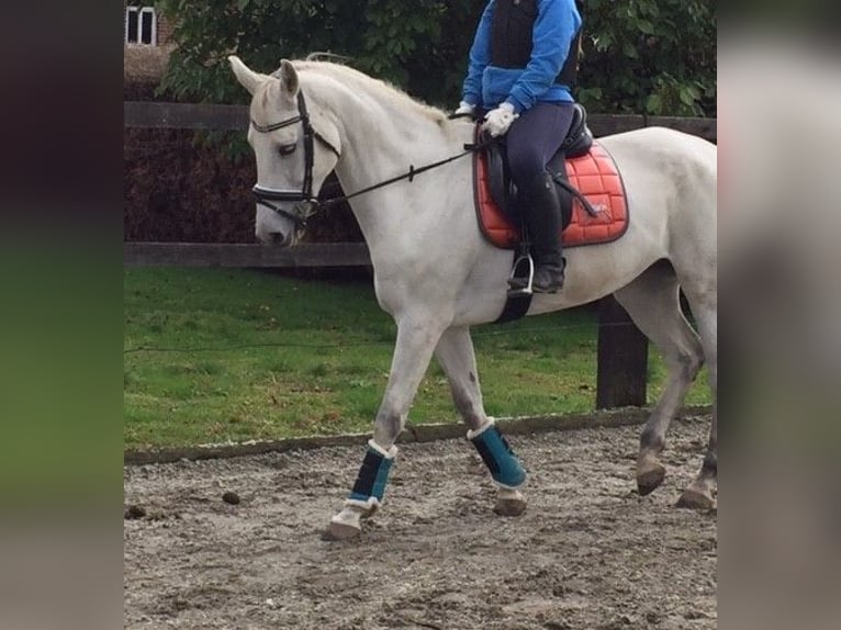 KWPN Mare 18 years 15,3 hh Gray in Viane