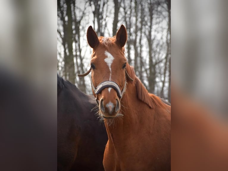 KWPN Mare 18 years 15 hh Chestnut-Red in Nei&#xDF;eaue