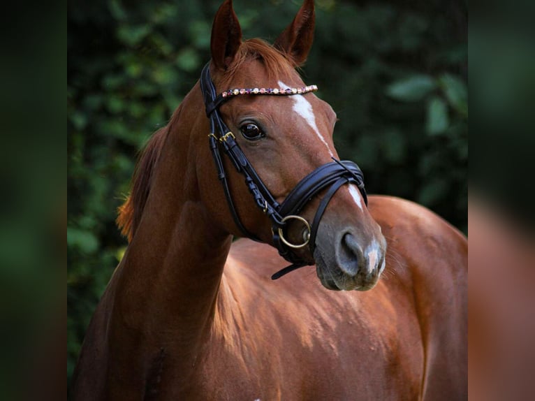KWPN Mare 18 years 15 hh Chestnut-Red in Nei&#xDF;eaue