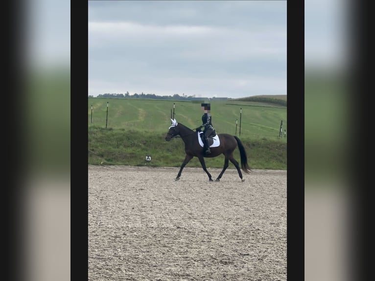 KWPN Mare 18 years 15,1 hh Chestnut in Ilsfeld KWPN Mare 18 years 15,1 hh Chestnut in Ilsfeld