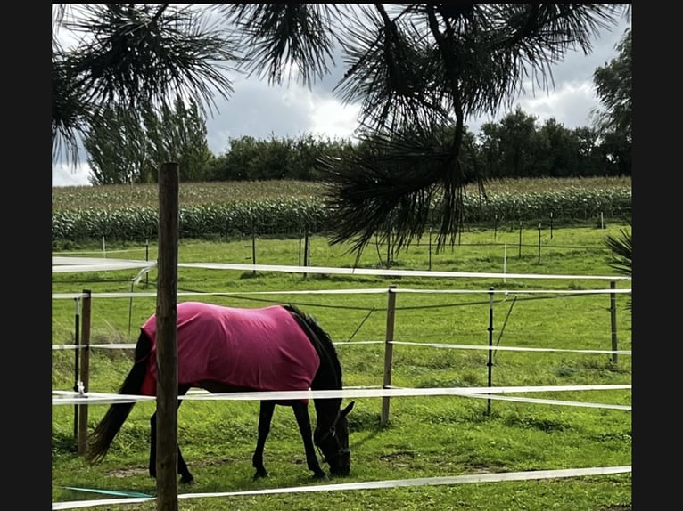 KWPN Mare 18 years 15,1 hh Chestnut in Ilsfeld KWPN Mare 18 years 15,1 hh Chestnut in Ilsfeld