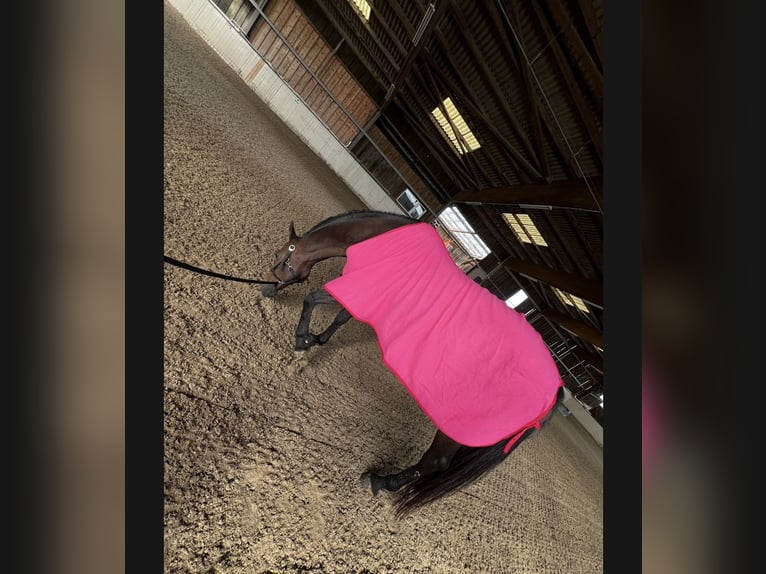 KWPN Mare 18 years 15,1 hh Chestnut in Ilsfeld KWPN Mare 18 years 15,1 hh Chestnut in Ilsfeld