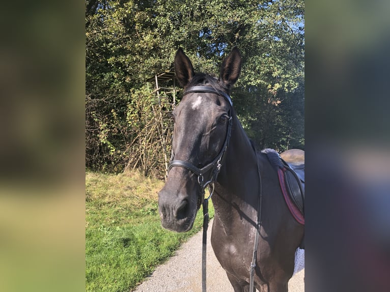 KWPN Mare 18 years 16,2 hh Smoky-Black in Altdorf