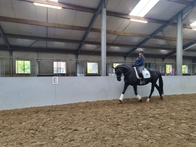 KWPN Mare 18 years 16 hh Black in Ossenisse