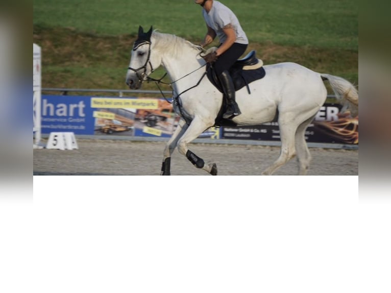 KWPN Mare 18 years 16 hh Grey in Bad Wurzach