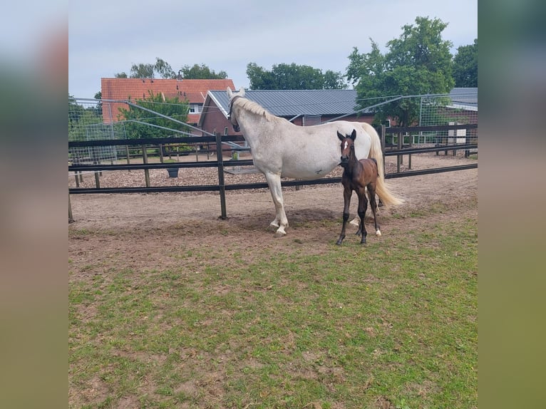 KWPN Mare 18 years 16,1 hh Bay-Dark in Eibergen