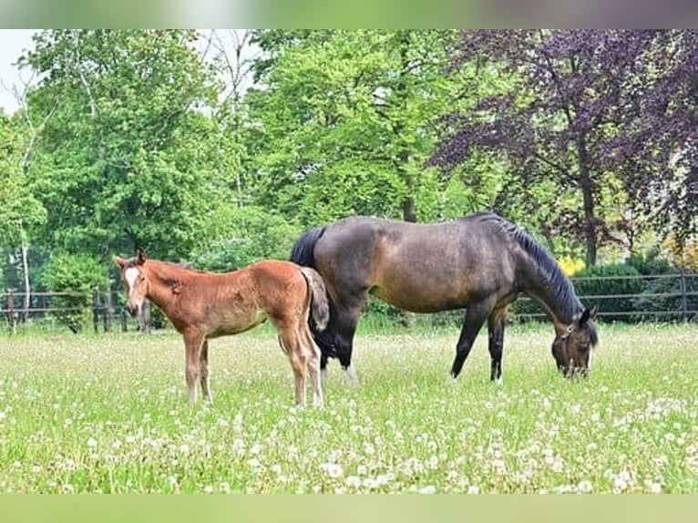 KWPN Mare 18 years 16,1 hh Bay-Dark in Eibergen