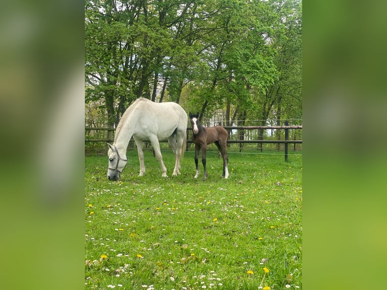 KWPN Mare 18 years 16,1 hh Bay-Dark in Eibergen