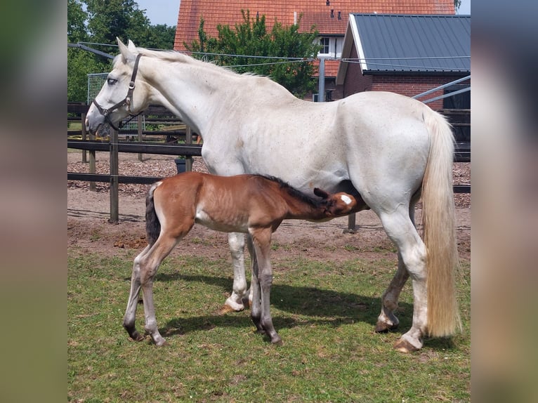 KWPN Mare 18 years 16,1 hh Bay-Dark in Eibergen
