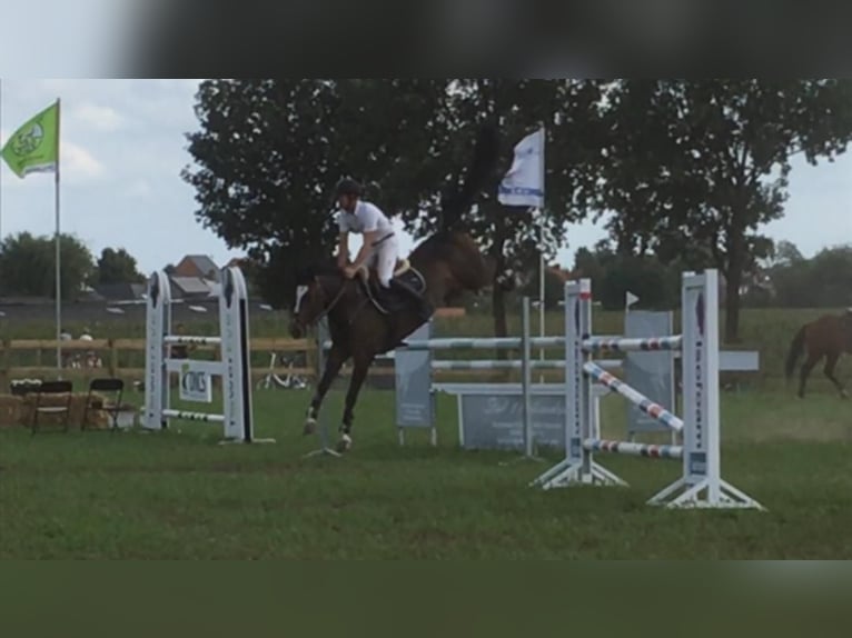 KWPN Mare 18 years 16,1 hh Bay-Dark in Eibergen
