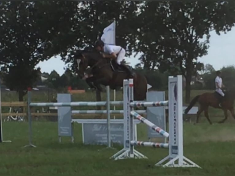 KWPN Mare 18 years 16,1 hh Bay-Dark in Eibergen