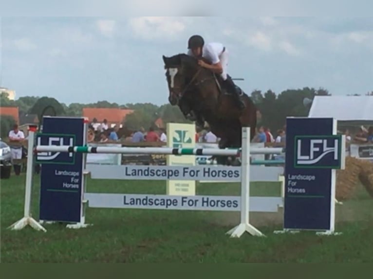 KWPN Mare 18 years 16,1 hh Bay-Dark in Eibergen