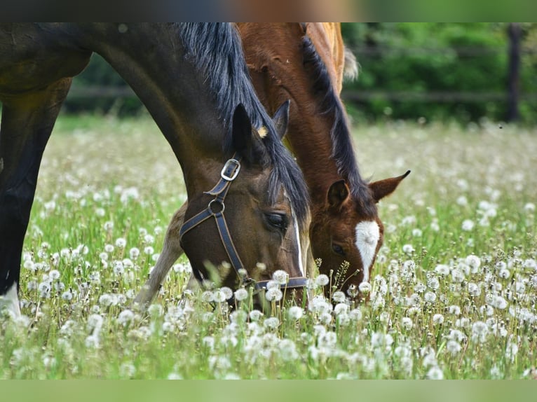 KWPN Mare 18 years 16,1 hh Bay-Dark in Eibergen