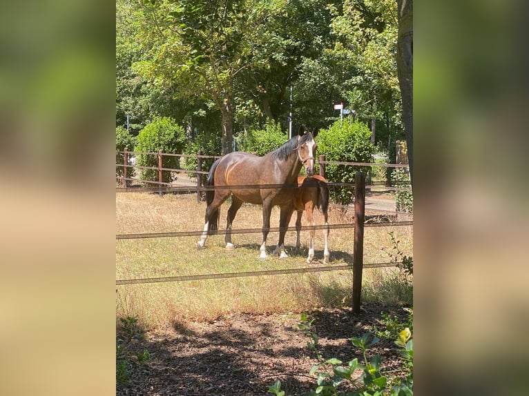 KWPN Mare 18 years 16,1 hh Bay-Dark in Eibergen