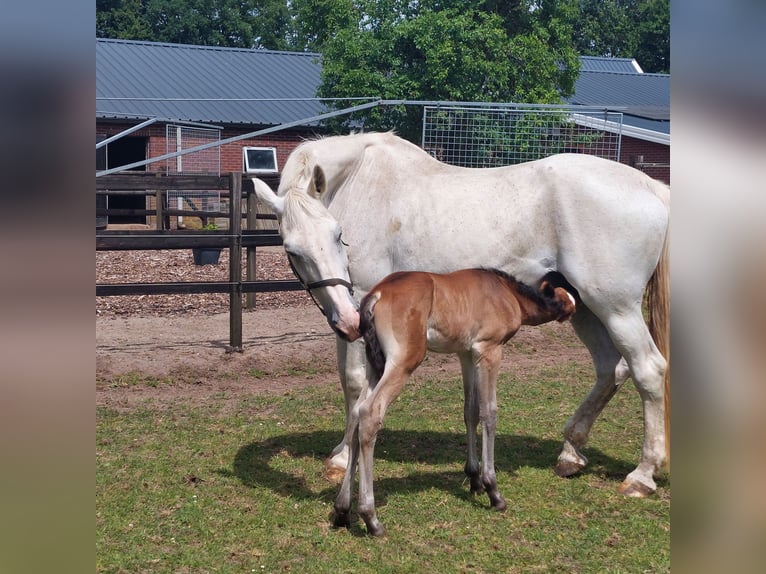 KWPN Mare 18 years 16,1 hh Bay-Dark in Eibergen