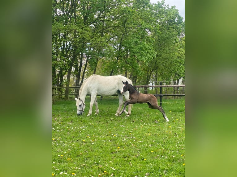 KWPN Mare 18 years 16,1 hh Bay-Dark in Eibergen