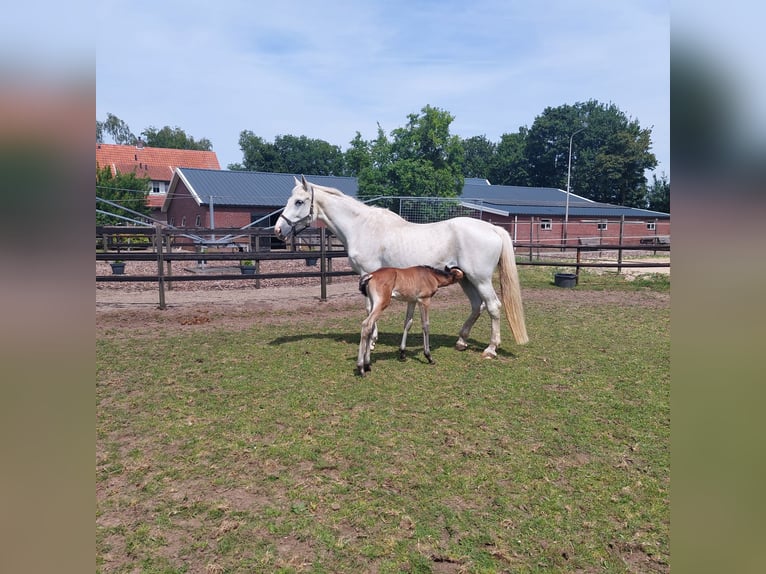 KWPN Mare 18 years 16,1 hh Bay-Dark in Eibergen