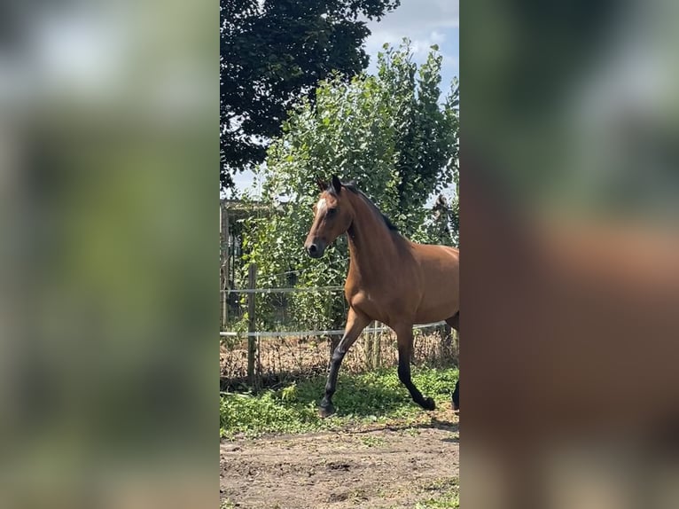 KWPN Mare 18 years 16,1 hh Brown in Evergem