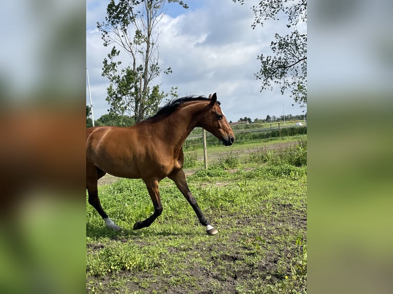 KWPN Mare 18 years 16,1 hh Brown in Evergem