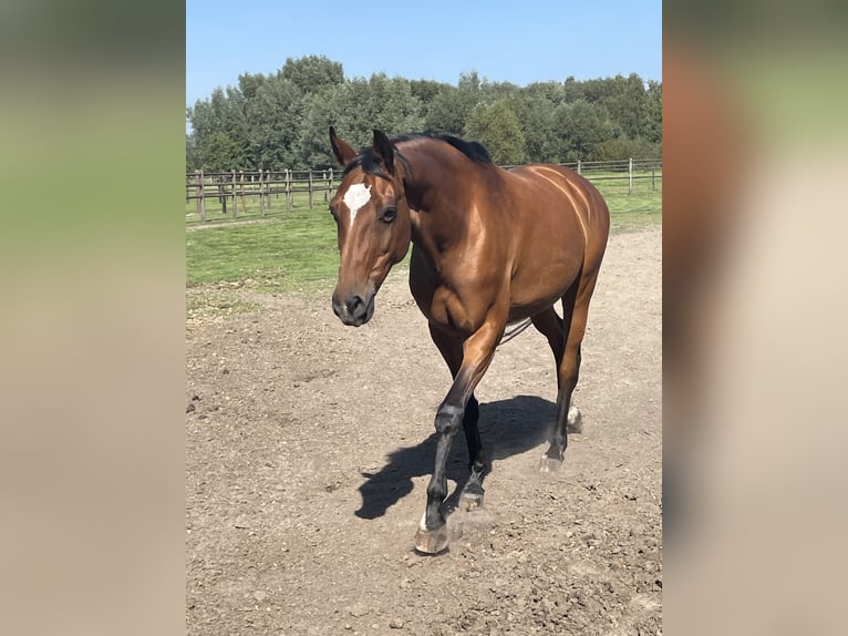 KWPN Mare 18 years 16,1 hh Brown in Evergem
