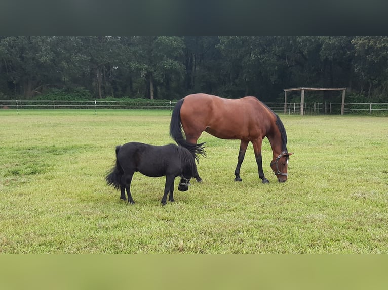 KWPN Mare 18 years 16,1 hh in Straelen