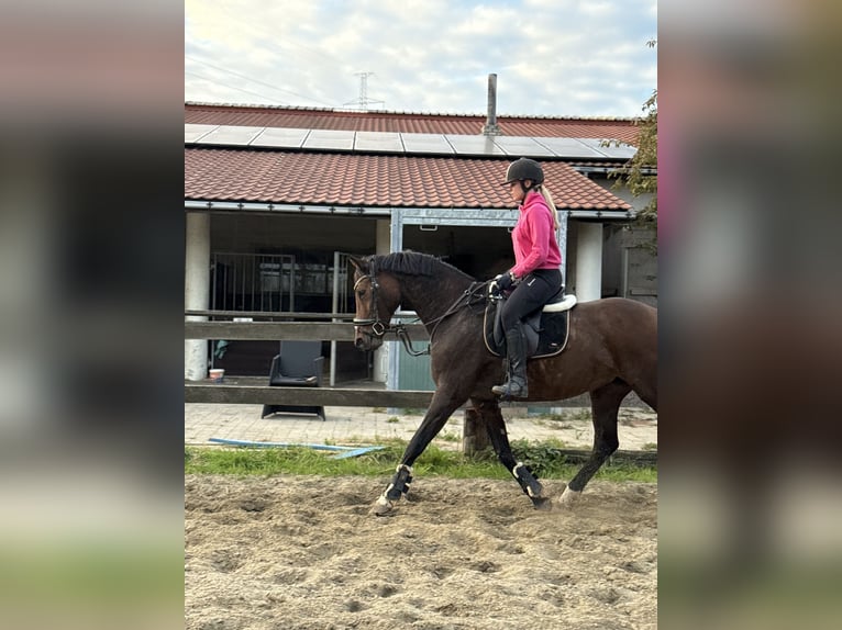 KWPN Mare 18 years 16,2 hh Brown in Londerzeel