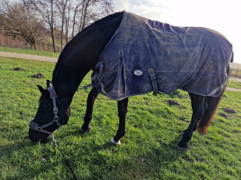 KWPN Mare 18 years 16,2 hh Smoky-Black in Wehl