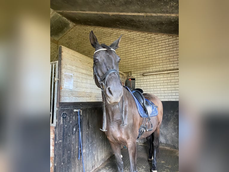 KWPN Mare 18 years 16,2 hh Smoky-Black in Wehl