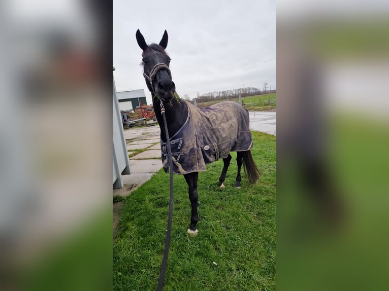 KWPN Mare 18 years 16,2 hh Smoky-Black in Wehl