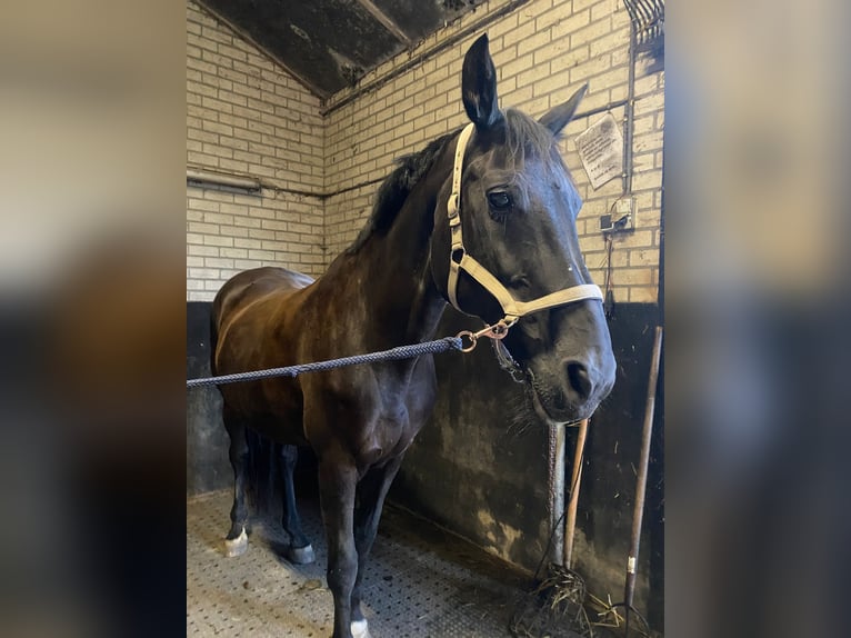 KWPN Mare 18 years 16,2 hh Smoky-Black in Wehl