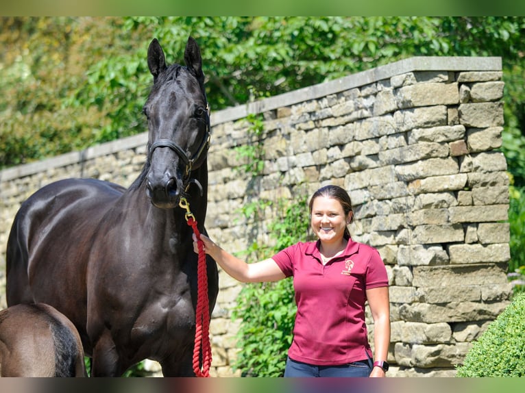 KWPN Mare 18 years 17 hh Black in yorkshire