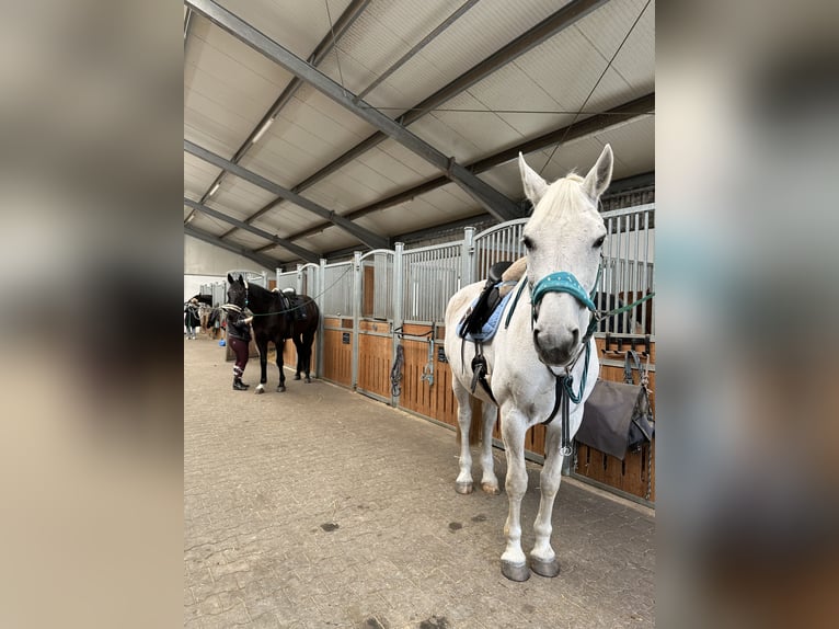 KWPN Mare 18 years 17 hh Gray-Dapple in Köln