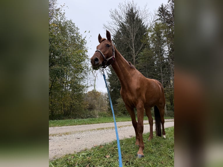 KWPN Mare 18 years Chestnut-Red in Kriessern
