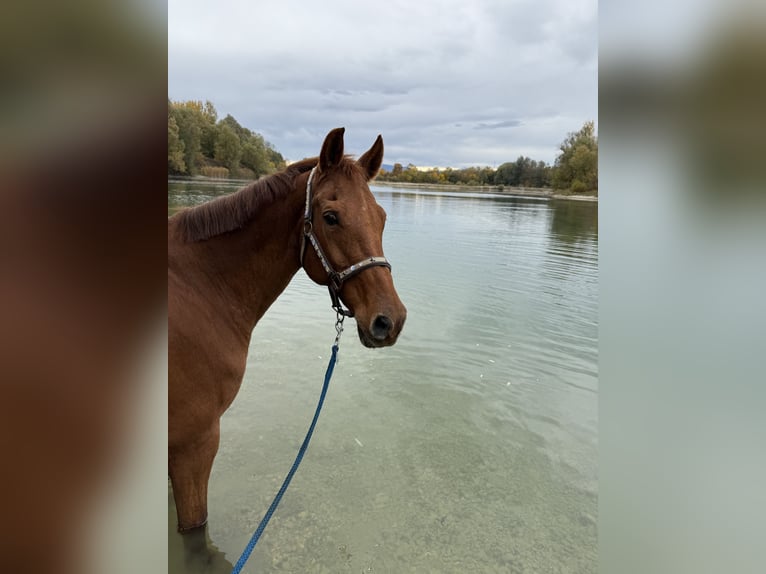 KWPN Mare 18 years Chestnut-Red in Kriessern