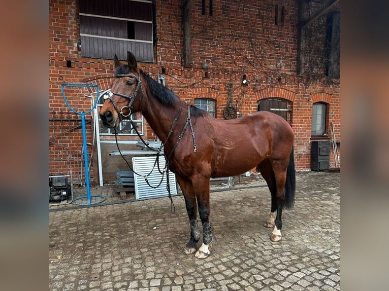 KWPN Mare 19 years 16,1 hh Brown in Rhinow