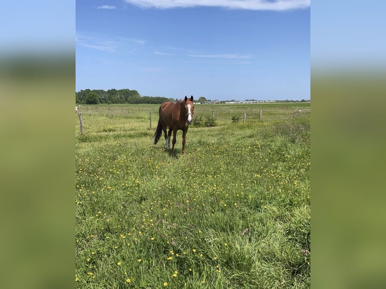 KWPN Mare 19 years 16.1 hh Chestnut-Red in Sambeek