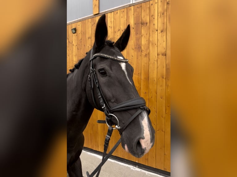 KWPN Mare 19 years 16,2 hh Black in Eberhardzell