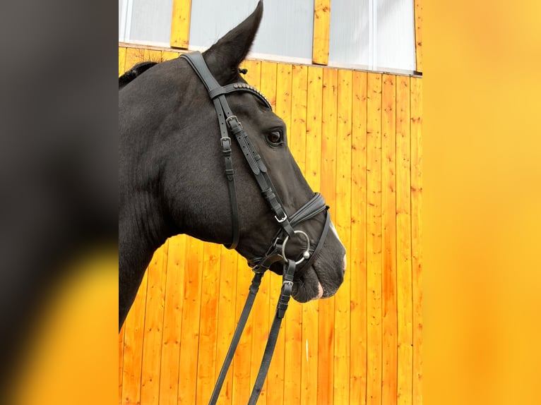 KWPN Mare 19 years 16,2 hh Black in Eberhardzell