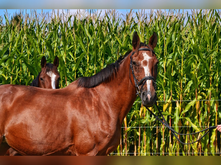 KWPN Mare 19 years 16,2 hh Brown in Affligem