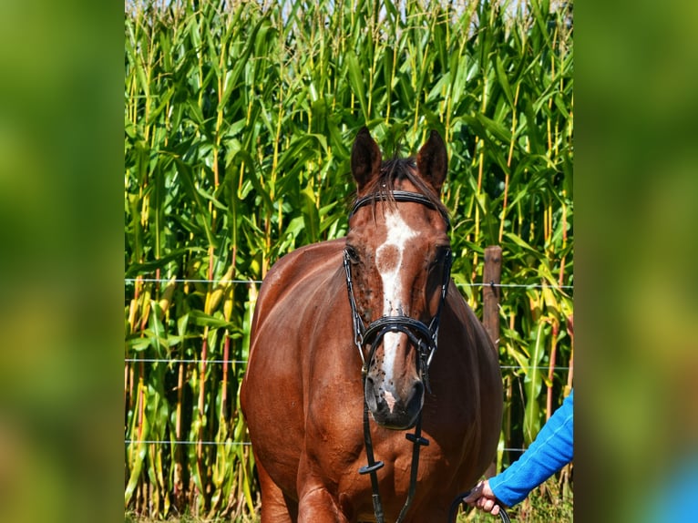 KWPN Mare 19 years 16,2 hh Brown in Affligem