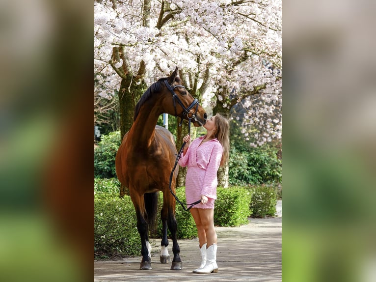 KWPN Mare 19 years 16 hh Brown in Heesch