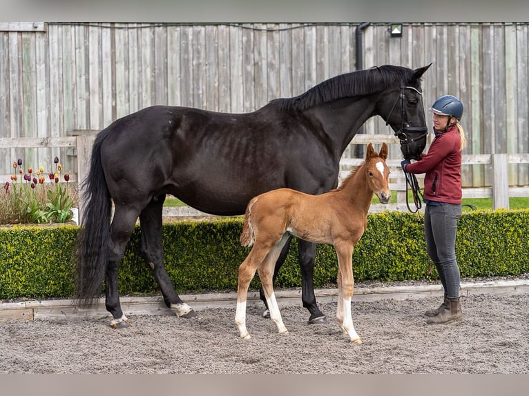 KWPN Mare 19 years 17 hh Black in yorkshire