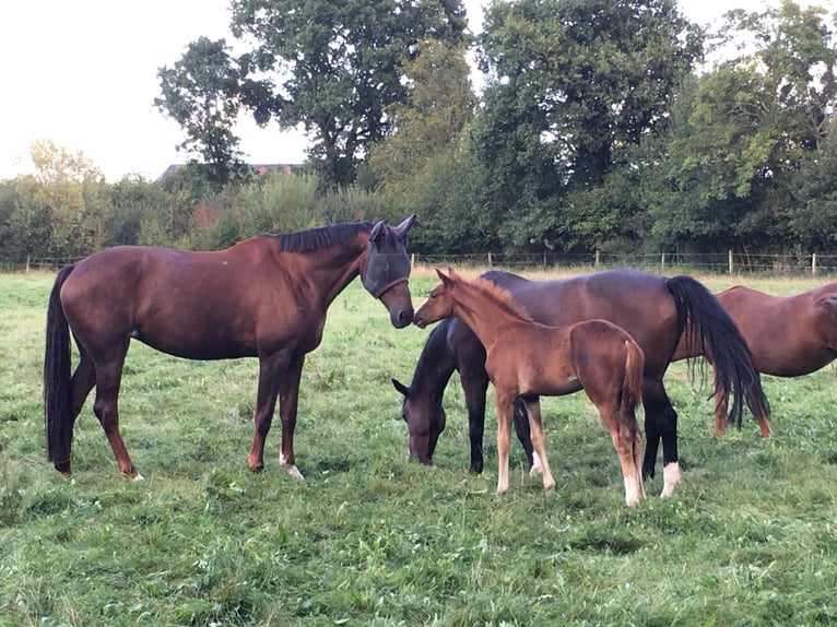 KWPN Mare 19 years 17,2 hh Chestnut in Lengerich