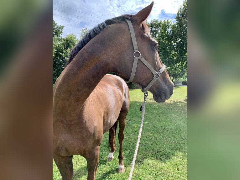 KWPN Mare 19 years 17,2 hh Chestnut in Lengerich
