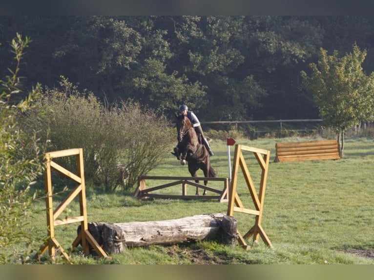 KWPN Mare 19 years 17,2 hh Chestnut in Lengerich