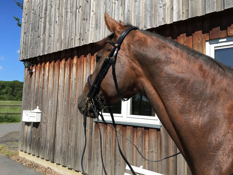 KWPN Mare 19 years 17,2 hh Chestnut in Lengerich