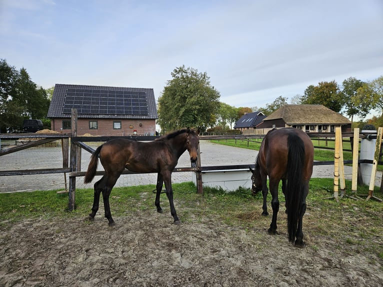 KWPN Mare 1 year 12,2 hh Bay-Dark in Ruinerwold