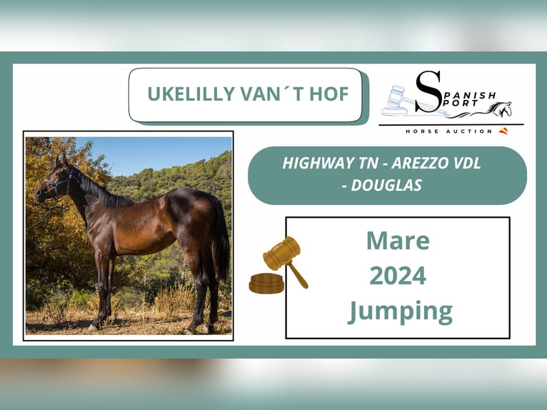 KWPN Mare 1 year 14,3 hh Brown in Jaen