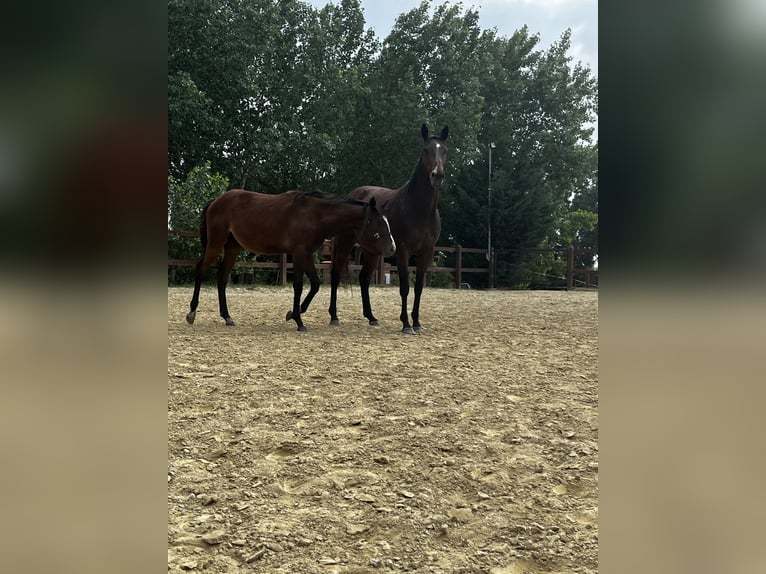 KWPN Mix Mare 1 year 14,1 hh Brown in Harka